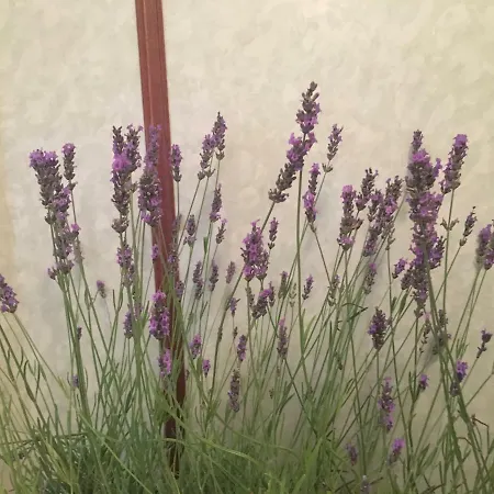 Pollutrendy 3* Pollutri