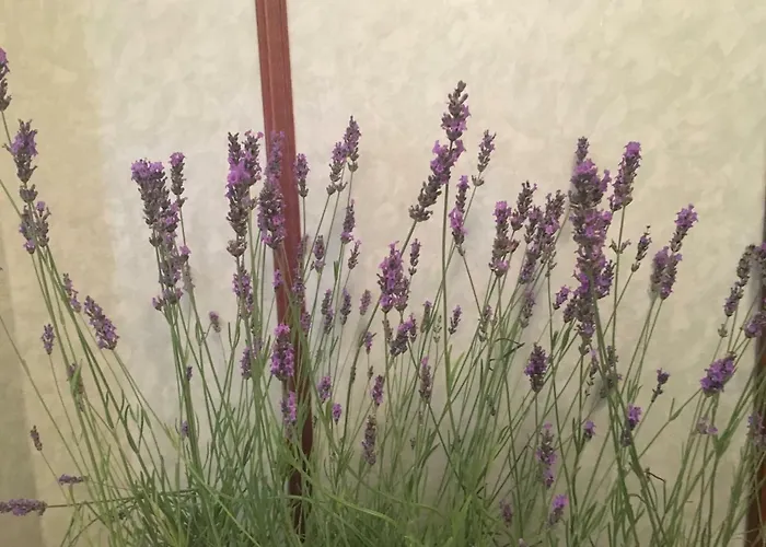 Pollutrendy 3* Pollutri